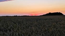 Érik a búza 