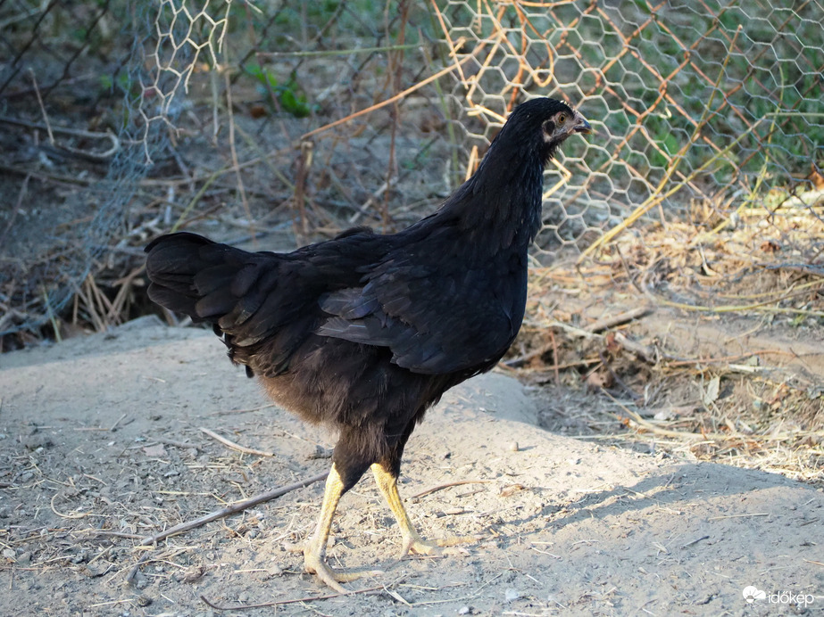 Természet