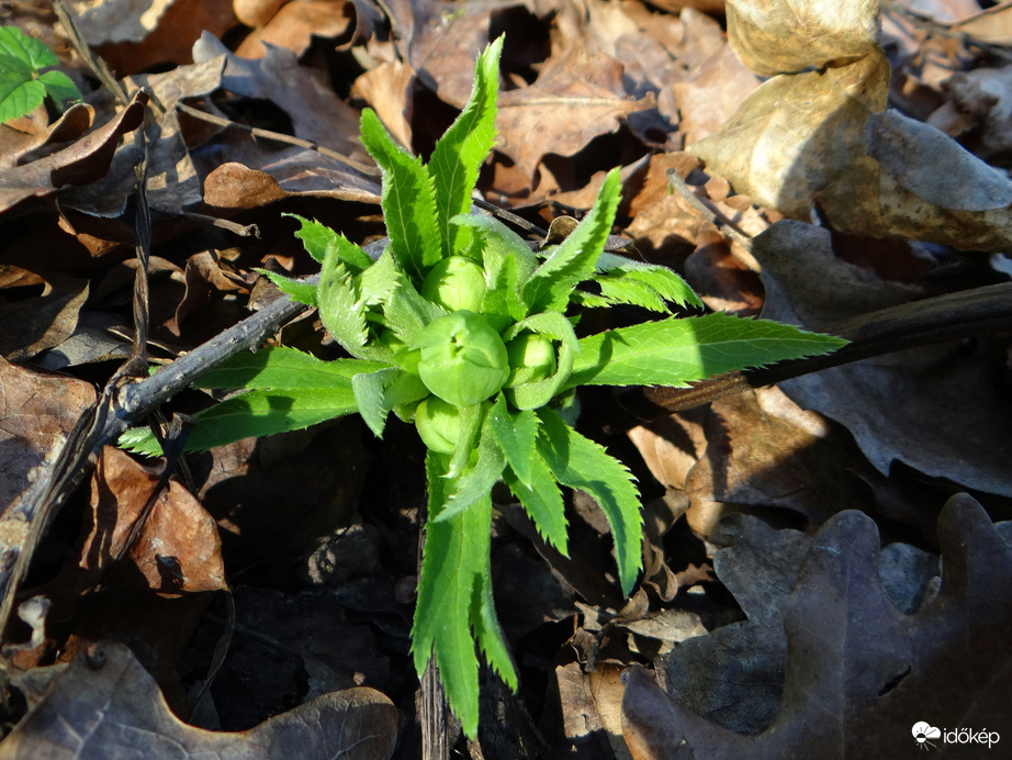 Illatos hunyor a Mecsekben 