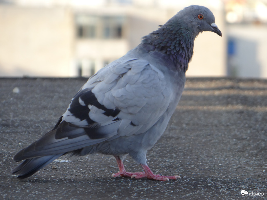 Galamb a háztetőn  