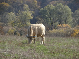 Békésen legelészik 