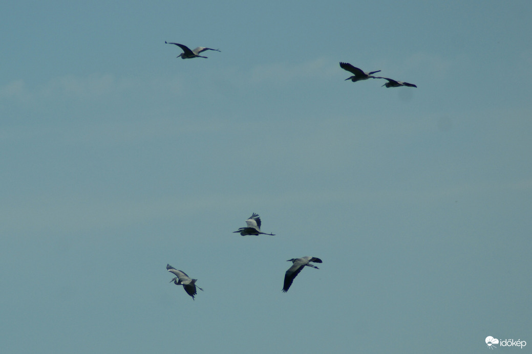 Csúcsforgalom Szürke gémek 