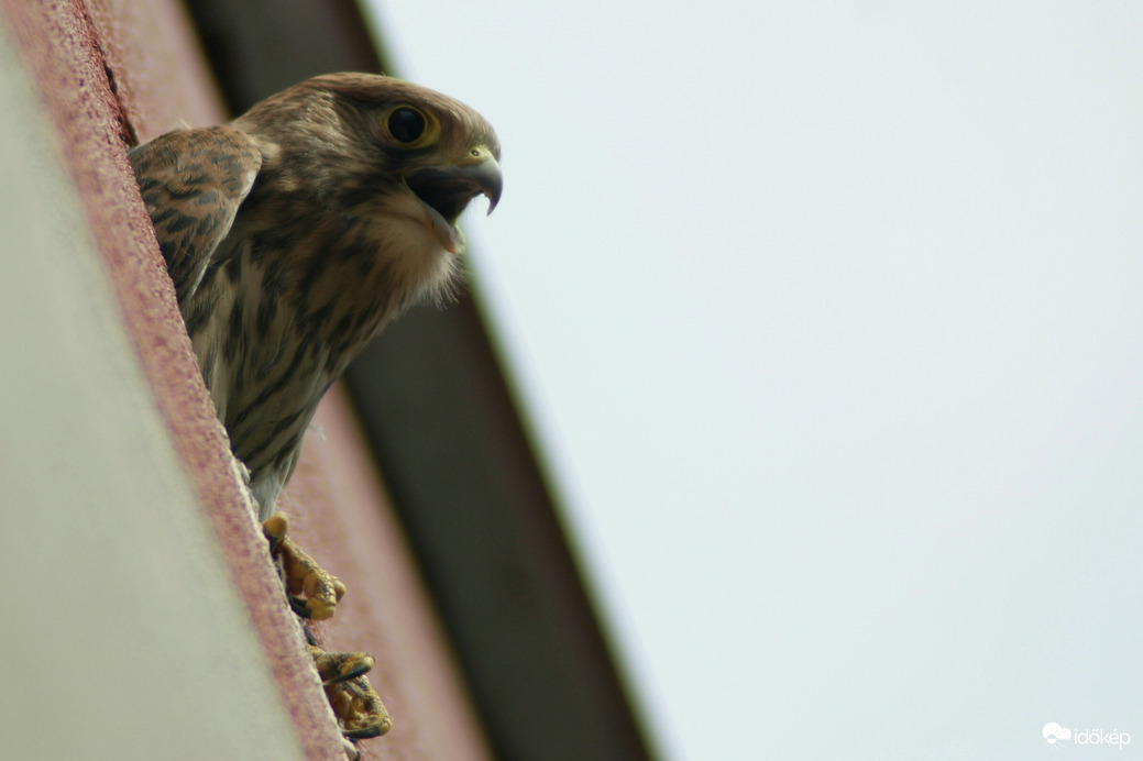 Időnként vissza jár a fészkelőhelyére csak hogy tudassa a csókákkal hogy ez az ő tulajdona mert már ők is szemet vetettek erre a jó kis lakásra. Vörös vércse   