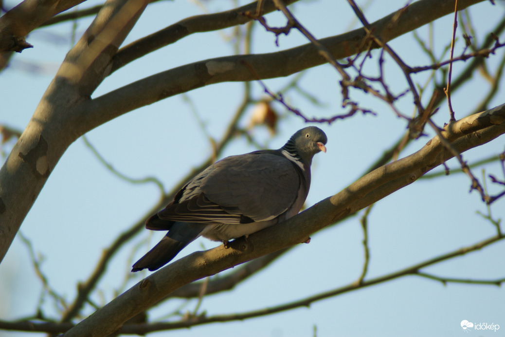 Örvőske megérkezett   
