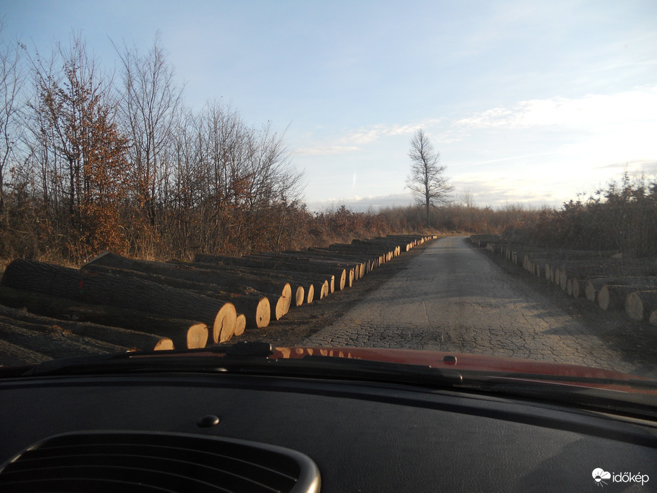 Fákkal szegélyezett út a Mecsekben 