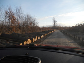 Fákkal szegélyezett út a Mecsekben 