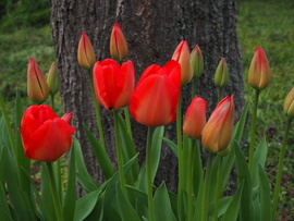 Tulipán csokor 