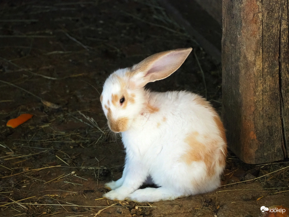 Ilyen időben semmihez sincs kedve 