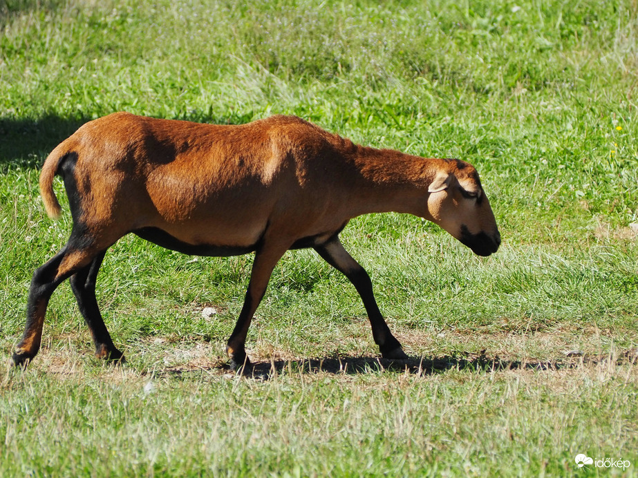 Igyekeznem kell mert lemaradok 