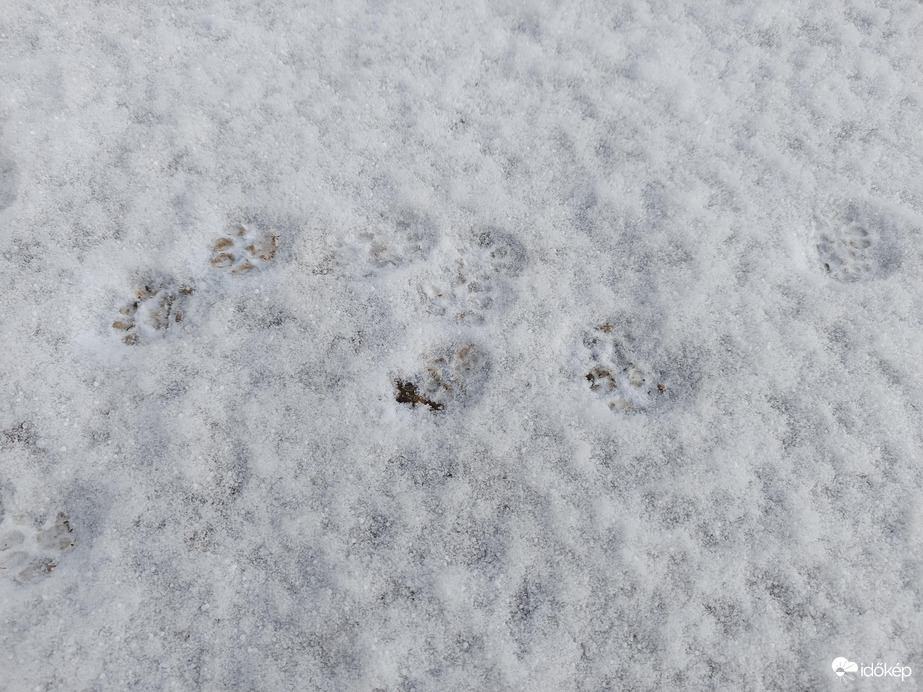 Macskanyomok a hóban!