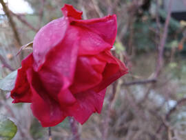 Nem lehet mindig macska