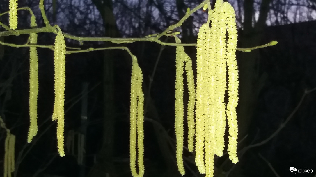  Mogyoró virágzás...