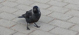 Pécs