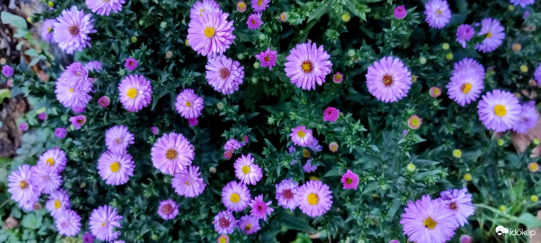 Őszirózsa virágzás.