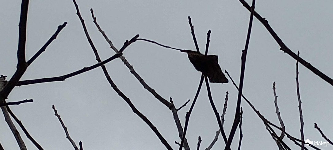 Utolsó diófa levél...