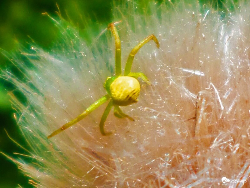 Pók