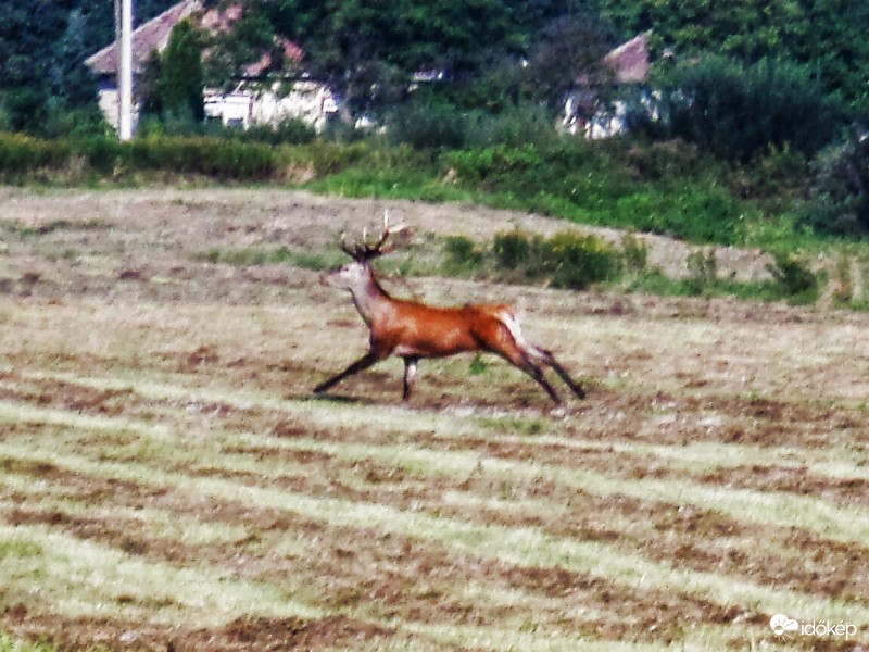 Szarvasbika
