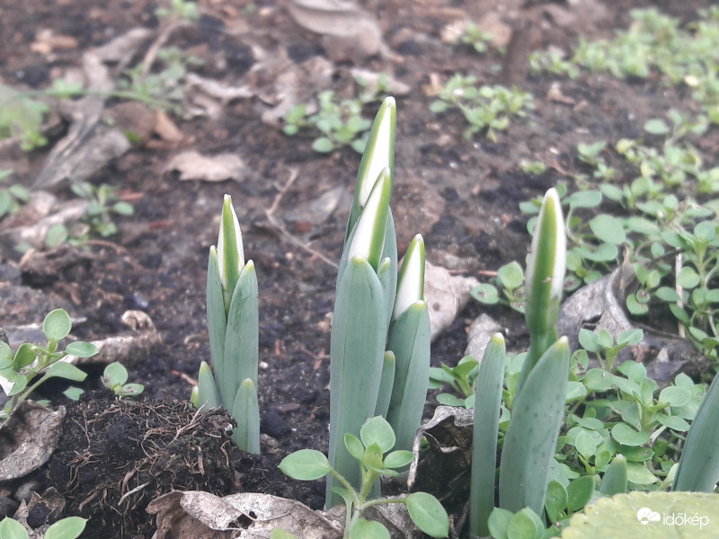 Időzavarban a hóvirág