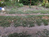 Sárosd
