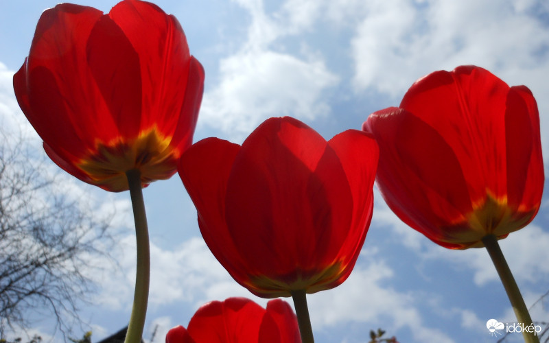 Tulipánok napsütésben