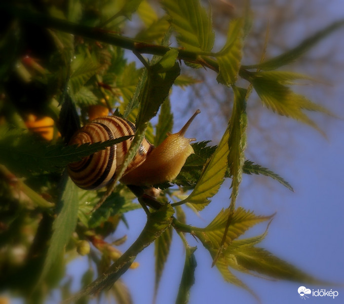 Csiga reggeli napsütésben