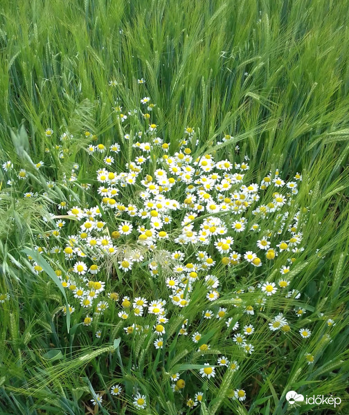 Még zöldellő búza és kamilla...