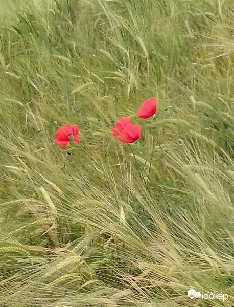 Pipacsok már aranysárgába hajló búza közt