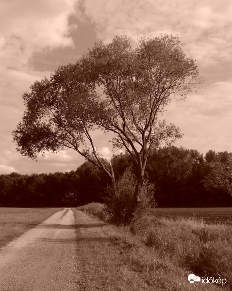 Út szélén magányosan
