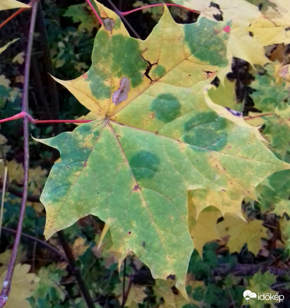 Foltos juharlevél :)