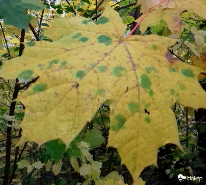 Foltos juharlevél "negatívja" :)
