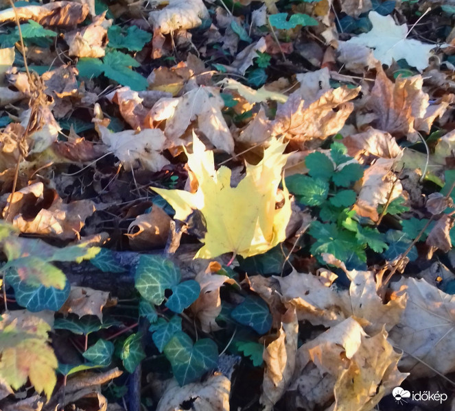 Levélszőnyeg borostyánnal
