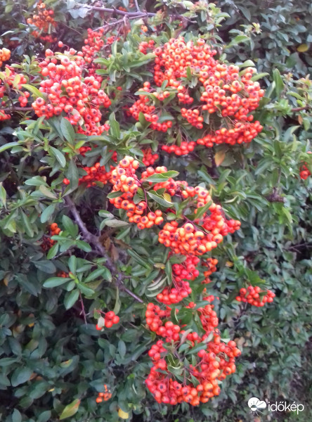 A tűztövis még tartja magát :)