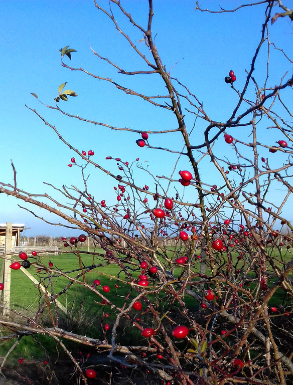 Itt a piros, hol a piros... :)