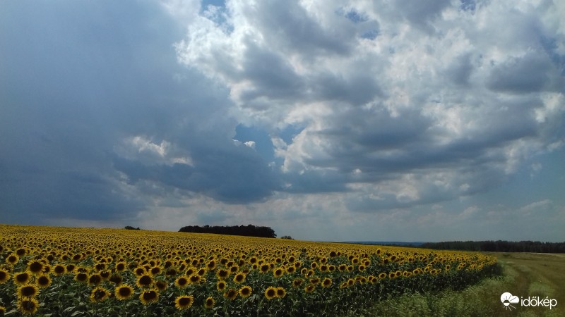 Napraforgó tábla gyülekező felhőkkel 2.