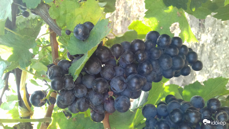 Sopron környékén is érik a szőlő... :)