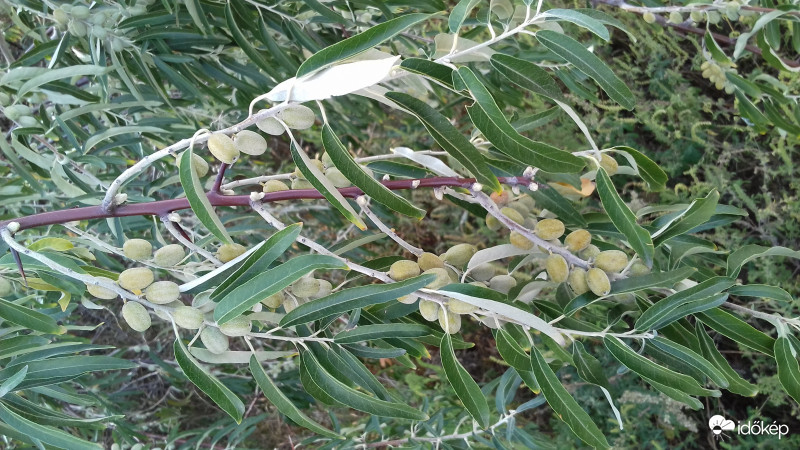 Olajfa és termése?