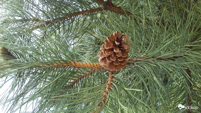 Örökzöld és termése