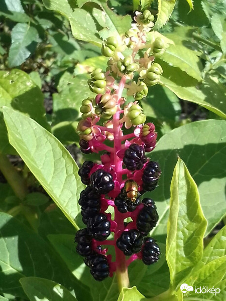 Kínai alkörmös és bérlőtársa :)