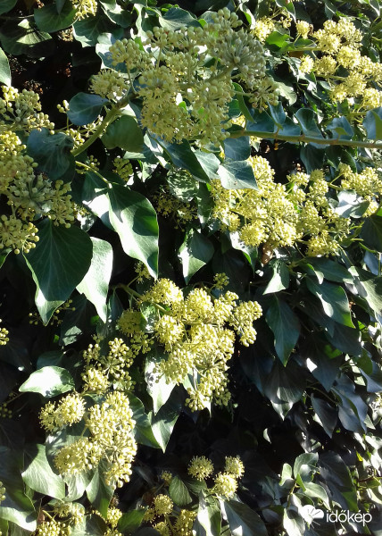 Virágzó borostyán