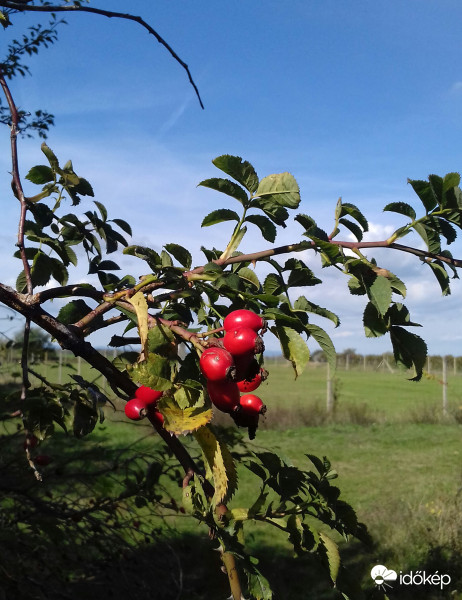 Kettő, csipkebokor vessző... :)
