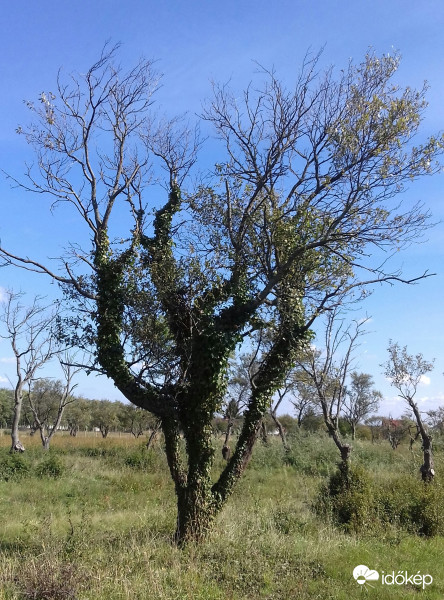 Félig kopaszon, félig zölden... :)