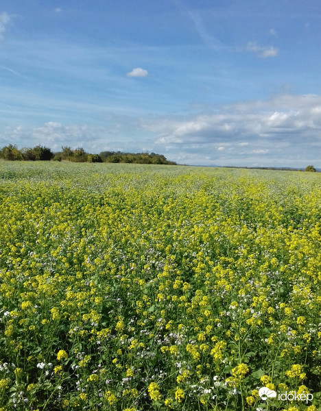 Repceföld csodás időben