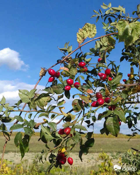 Csipkebokor vessző...