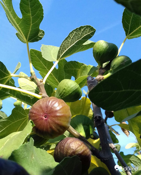 Még mindig érik a füge... :)