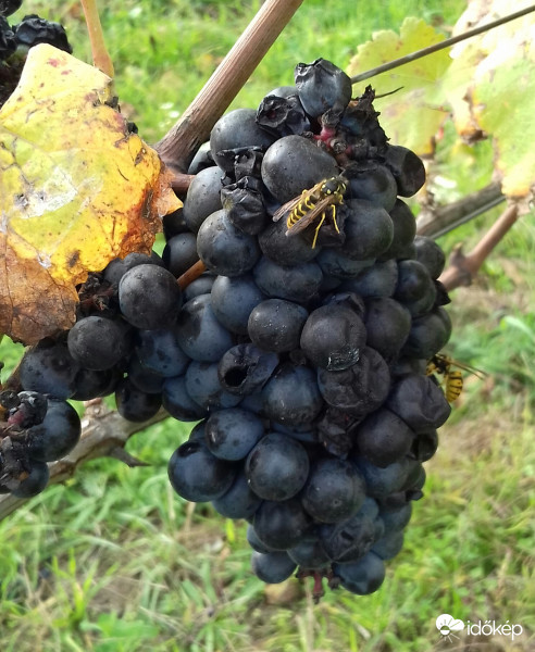 "Faljuk" fel gyorsan, ami még maradt... :)