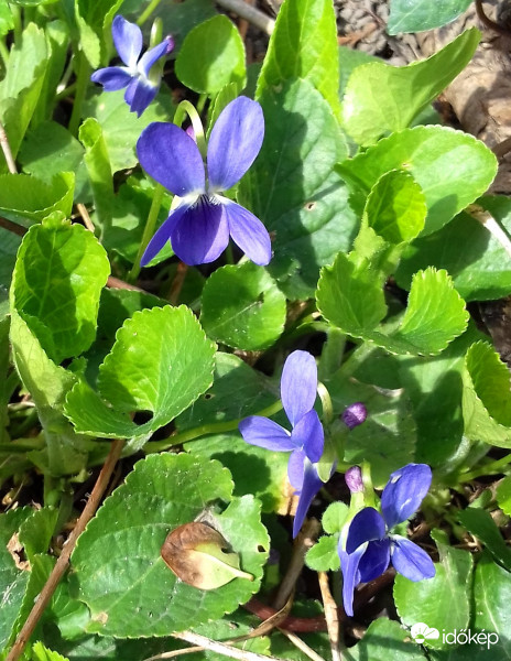 Sopronban is nyílik az ibolya :)