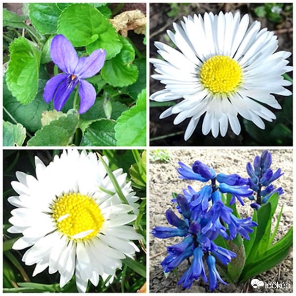 Tavaszi virágegyveleg :)