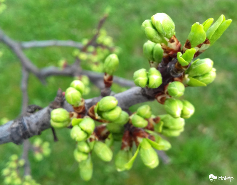 A szilvafa is rügyezik :)