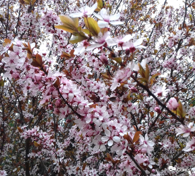 Virágba borult itt is... :)