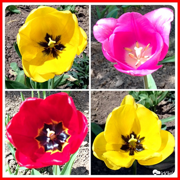 Tulipán "quartet" :)